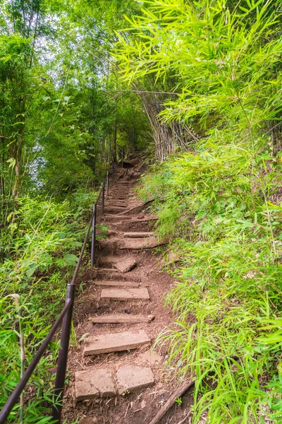 Pohon Hijau Hutan — Stok Foto