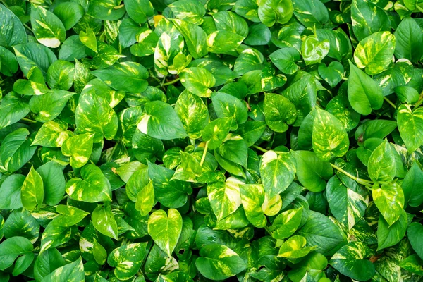 Frische grüne Blätter — Stockfoto