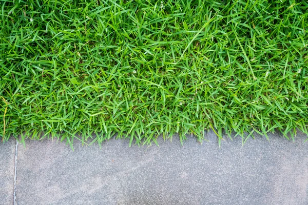 緑の草の道を歩む — ストック写真