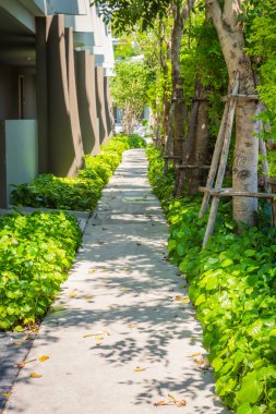 yeşil çim ile yol yürümek