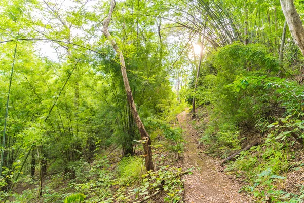 Pohon Hijau Hutan — Stok Foto