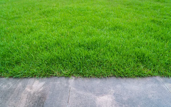 Caminho com grama verde — Fotografia de Stock
