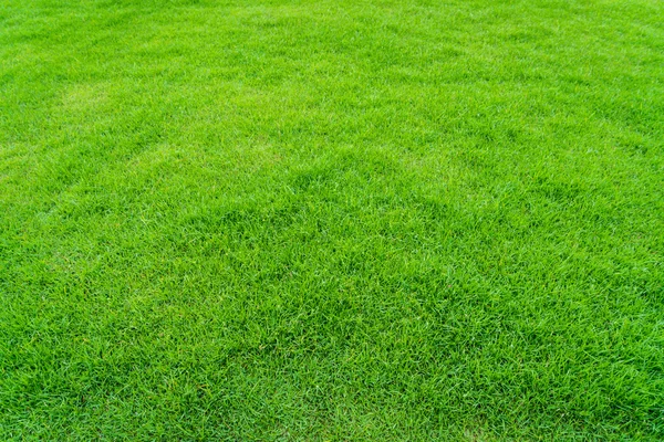 Primavera grama verde — Fotografia de Stock