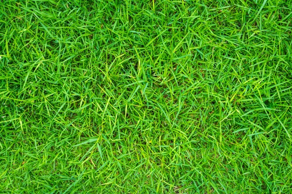 Spring green grass — Stock Photo, Image