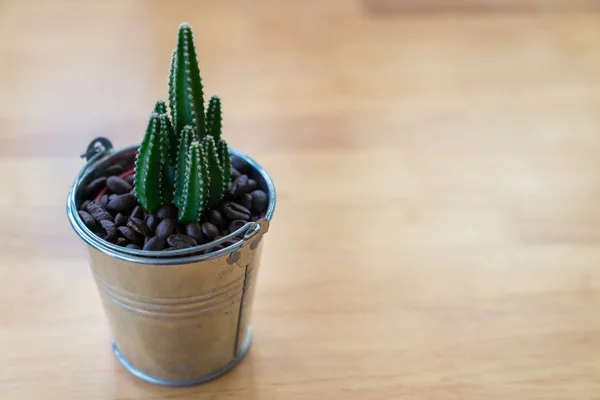 Malé kaktusy v hrnci — Stock fotografie