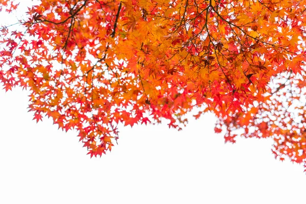 Outono folhas de bordo vermelho — Fotografia de Stock