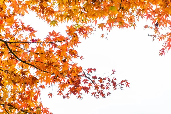 Herbstliche rote Ahornblätter — Stockfoto