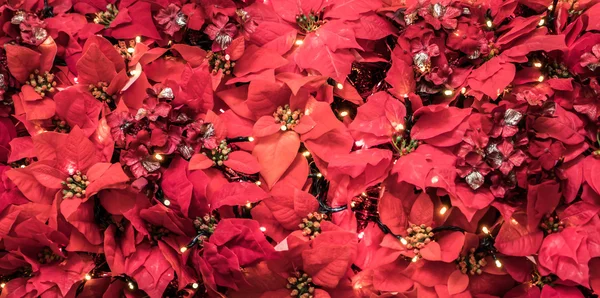 クリスマス期間中にアンデスの冠 — ストック写真
