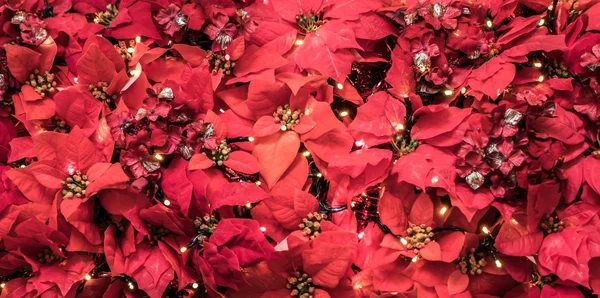 Crown of Andes during Christmas — Stock Photo, Image