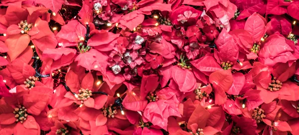 Coroa dos Andes durante o Natal — Fotografia de Stock