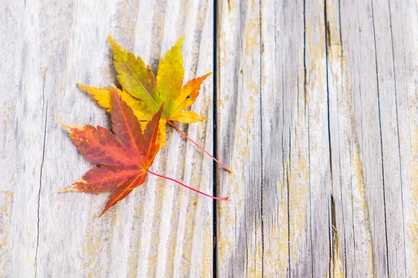 Red Yellow autumn maple leaves — Stock Photo, Image