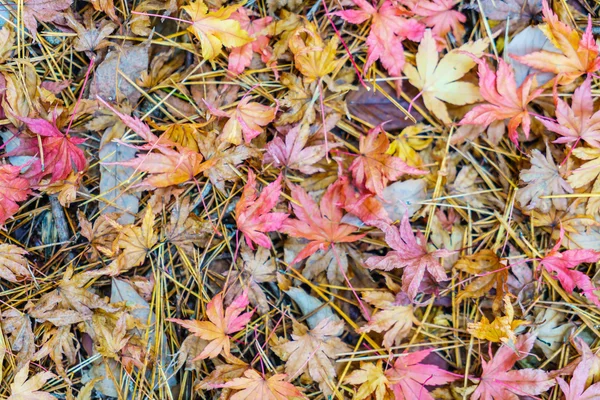 カエデの葉が新鮮な草の上 — ストック写真
