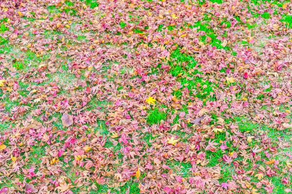 Foglie d'acero su erba fresca — Foto Stock