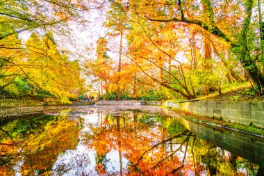 Nehirli sonbahar ormanı