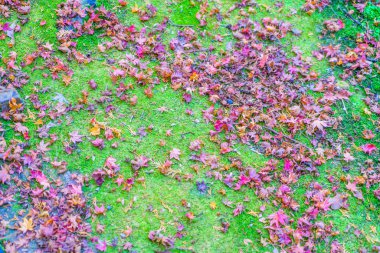 akçaağaç yaprakları Taze çimenlerin üzerinde