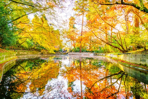 Nehirli sonbahar ormanı