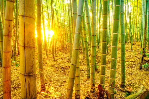 Forêt de bambous avec lumière du soleil — Photo