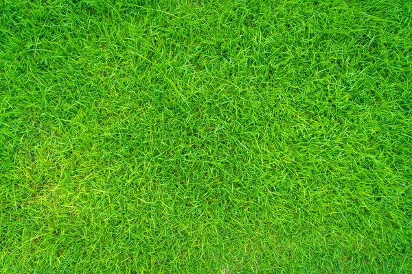 Zöld tavaszi fű — Stock Fotó