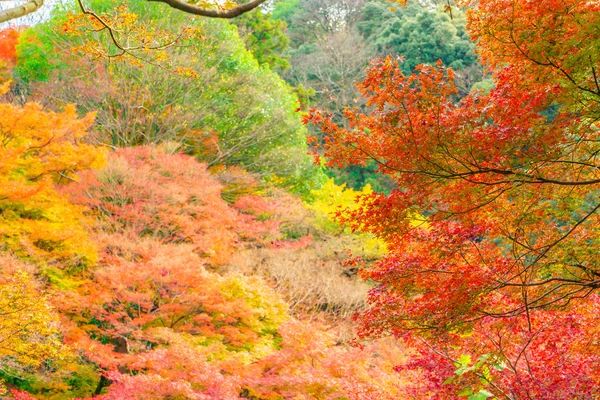 Feuilles d'automne colorées — Photo