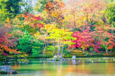 Nehirli sonbahar ormanı