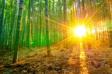 Güneş ışığı ile bambu orman