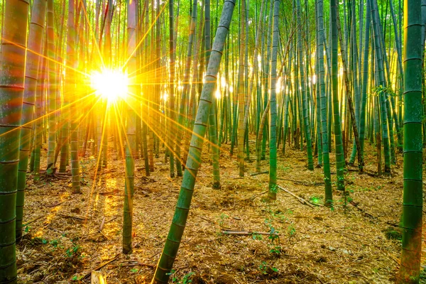 Bambuskog med solljus — Stockfoto