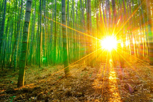 Floresta de bambu com luz solar — Fotografia de Stock