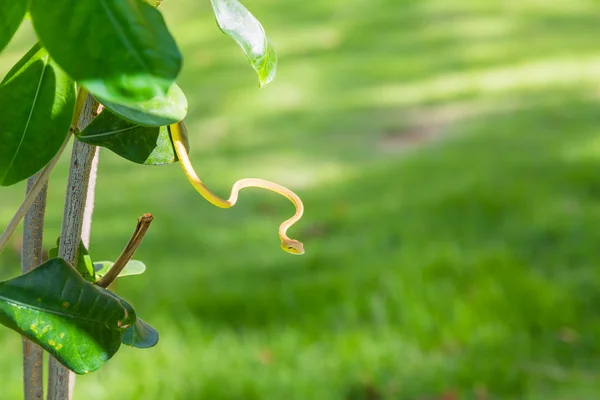 Serpente sobre a grama — Fotografia de Stock