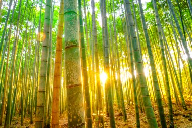 Güneş ışığı ile bambu orman