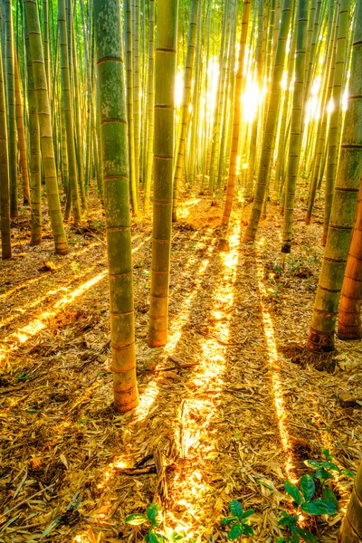 Bambuskog med solljus — Stockfoto