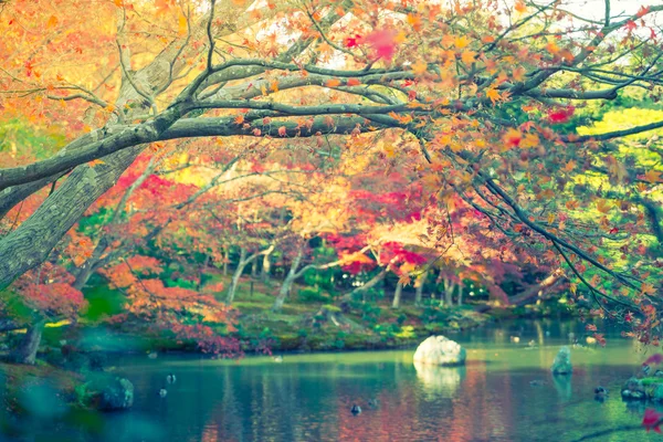 Autumn forest with river — Stock Photo, Image