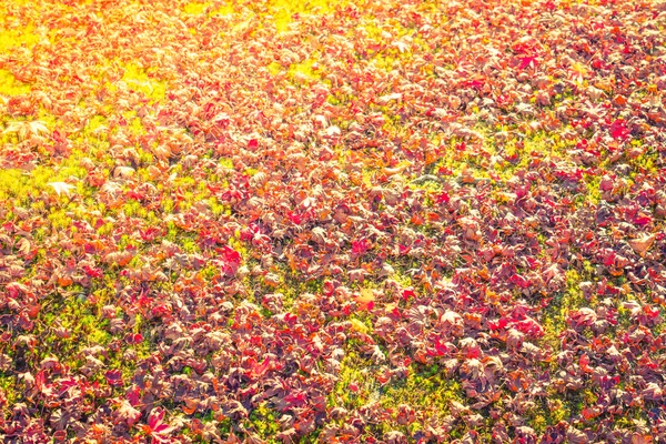 Κόκκινο κίτρινο το φθινόπωρο τα φύλλα σφενδάμου — Φωτογραφία Αρχείου