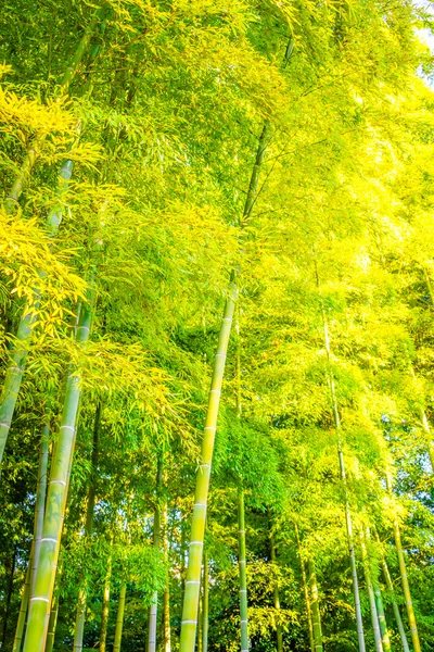 Forêt de bambous au Japon — Photo