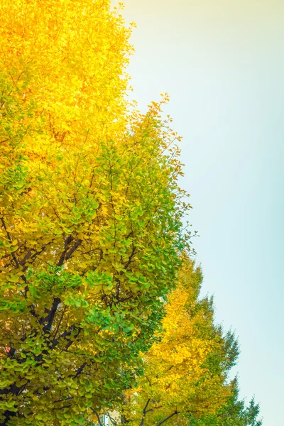 Bunte Herbstblätter — Stockfoto