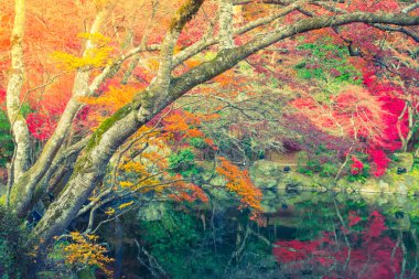 Nehirli sonbahar ormanı