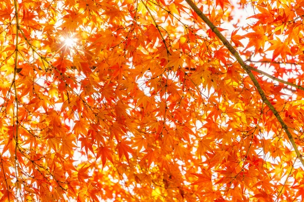 Bunte Herbstblätter — Stockfoto