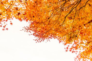 Renkli sonbahar yaprakları