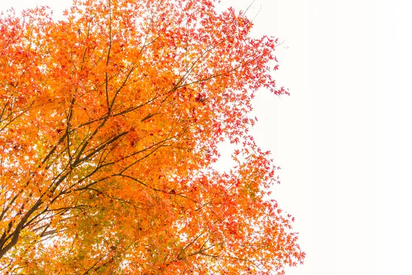 五彩缤纷的秋天树叶 — 图库照片