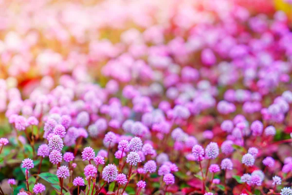 美しいピンクの花 — ストック写真