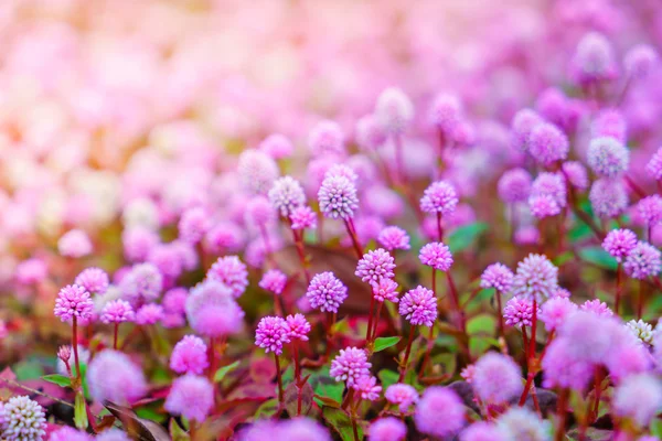 Bellissimi fiori rosa — Foto Stock