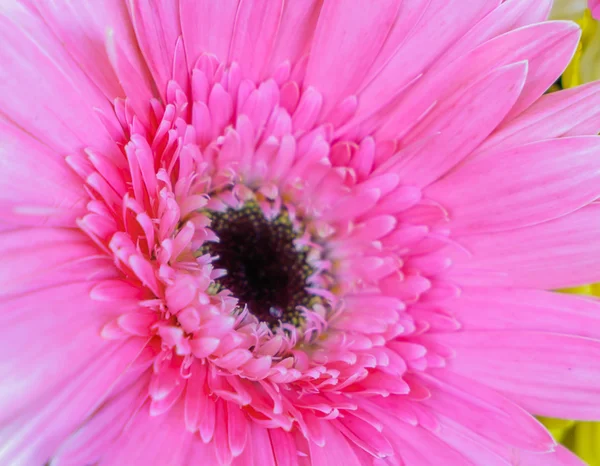 Vacker blomma för valentines — Stockfoto