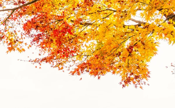 Colorful Autumn Leaves — Stock Photo, Image