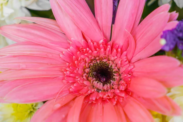 Beautiful flowers  for valentines — Stock Photo, Image