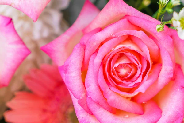 Beautiful flowers  for valentines — Stock Photo, Image