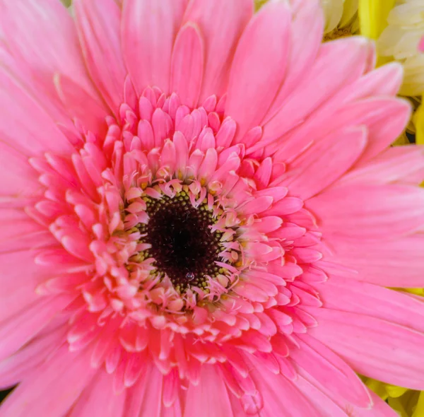 발렌타인을 위한 아름 다운 꽃 — 스톡 사진