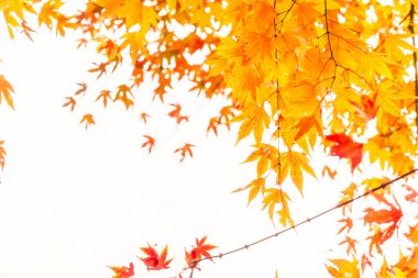 Renkli sonbahar yaprakları