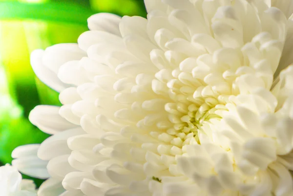 Vacker blomma för valentines — Stockfoto