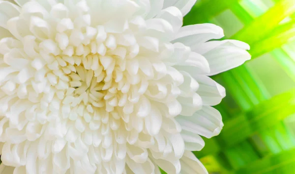 Vacker blomma för valentines — Stockfoto