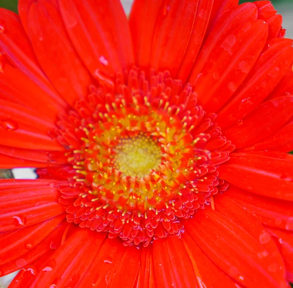 Hermosa flor para San Valentín — Foto de Stock