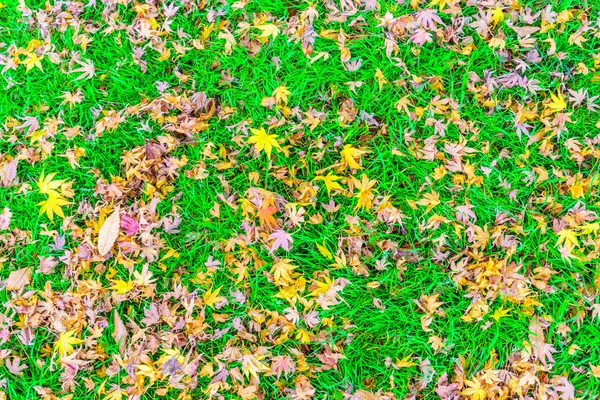 Vermelho amarelo outono folhas de bordo — Fotografia de Stock
